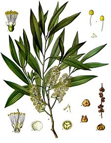 Melaleuca leucadendra - Köhler–s Medizinal-Pflanzen-092