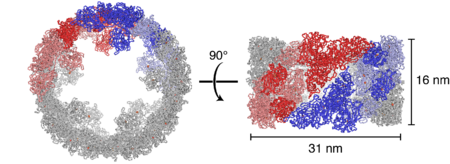 Molluscan hemocyanin (4YD9)