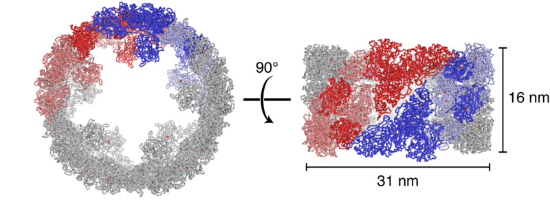 Molluscan hemocyanin (4YD9)