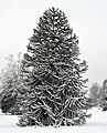 Monkey Puzzle Tree in snow at Kew