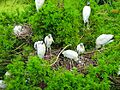 Mycteria americana -Harris Neck National Wildlife Refuge, Georgia, USA -nests-8