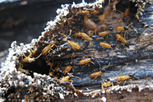 Nasute termite soldiers