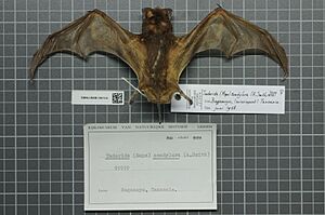 Naturalis Biodiversity Center - RMNH.MAM.16814.b dor - Mops condylurus - skin.jpeg