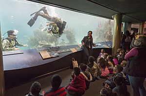 Navy Diver performs a somersault for a tour group at the New York Aquarium. (34075126593)