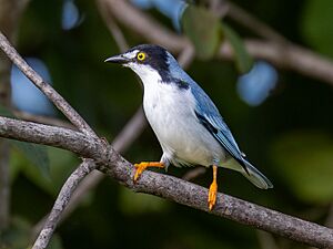 Nemosia pileata Hooded Tanager (male), São Domingos, Goiás, Brazil.jpg