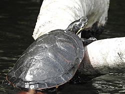 Northern red-bellied cooter