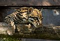 Ocelot Santago Leopard Project 2