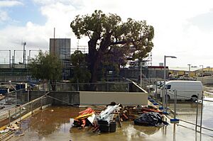 Old jarrah tree gnangarra