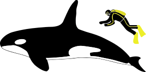 Diagram showing a killer whale and scuba diver from the side: The whale is about four times longer than a human, who is roughly as long as the whale's dorsal fin.
