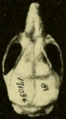 Oryzomys gatunensis dorsal