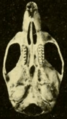 Oryzomys gatunensis ventral