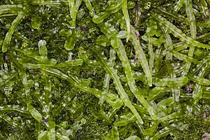 Pallavicinia lyellii (veilwort) (20047195578).jpg