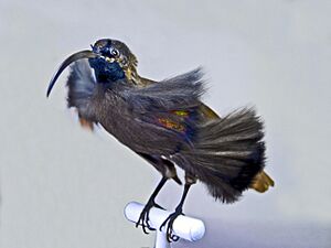 Paradisaeidae - Drepanornis albertisi