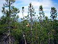 Pinus attenuata Big Basin 5