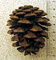 Pinus resinosa cone