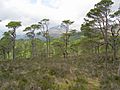 Pinus sylvestris Glen Affric