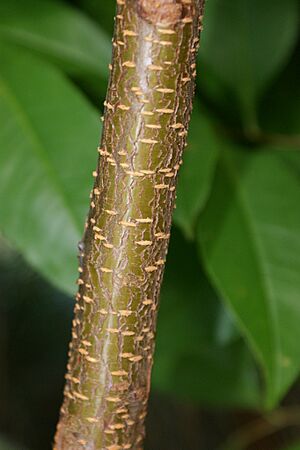 Prunus serotina kz11