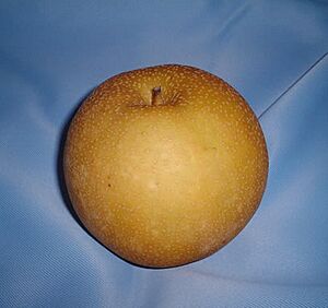 Pyrus pyrifolia kosui