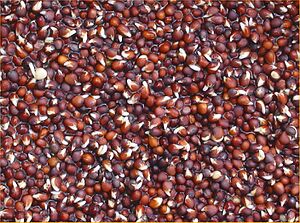 Raapstelen gekiemde zaden (Brassica campestris germinating seeds)