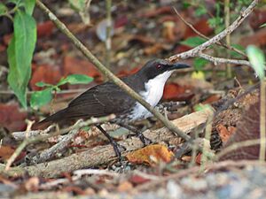 Ramphocinclus brachyurus brachyurus 2988171.jpg