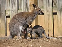 Red Necked Wallaby and Baby