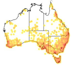 Map of Australia showing the range of Myrmecia sp.