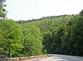 Road near Tellico Plains
