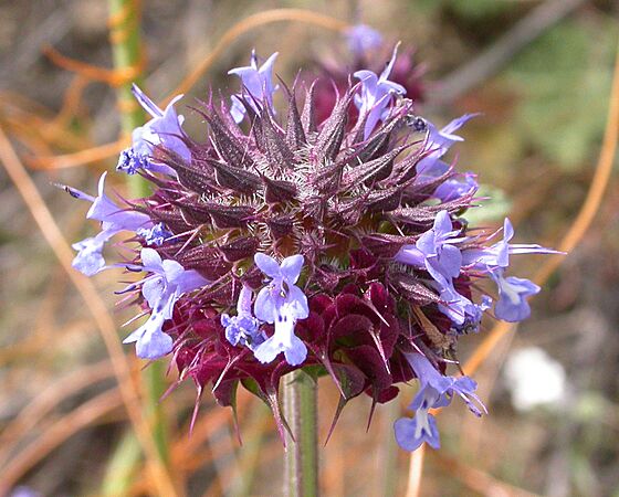 Salvia columbariae 2003-04-11