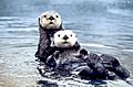 Sea otter pair2