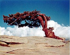 Sentinel Dome - August 1968