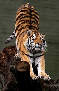 87 Fun And Interesting Tiger Facts For Kids