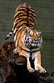 Siberian Tiger by Malene Th