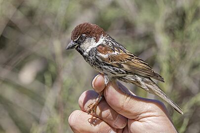 Spanish sparrow (Passer hispaniolensis) male breeding plumage ringed Malta