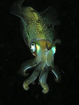 Squid komodo