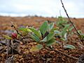 Starr 081230-0706 Atriplex semibaccata