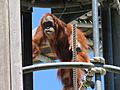 Sumatran Orangutan (Pongo abelii) at Perth Zoo, February 2021 19