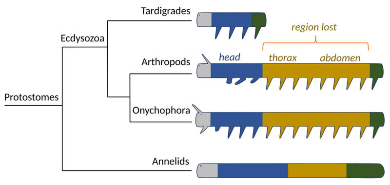 Tardigrade body plan compared to other phyla
