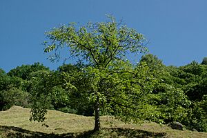 TicinoTree