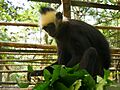 Trachypithecus laotum