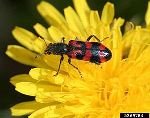 Trichodes ornatus on a flower