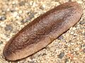 Veronicella cubensis