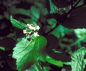 Viburnum edule flowers
