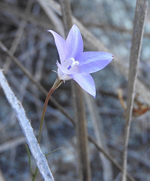 Wahlenbergia capillaris.jpg