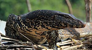 Water Monitor, Bentota 2 (9824519005)