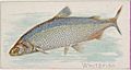 Whitefish, from the Fish from American Waters series (N8) for Allen & Ginter Cigarettes Brands MET DP830737