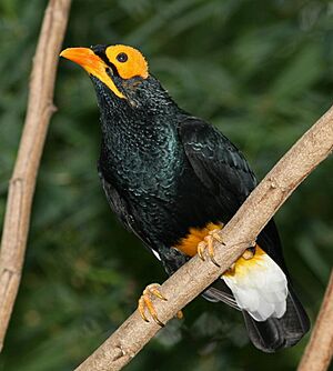 Yellow-faced Myna.jpg