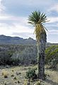 Yucca carnerosana fh 1179.26 TX B