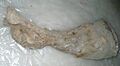 Yukagir mammoth leg