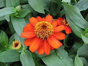 Zinnia-06.06.21