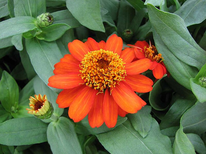 Zinnia-06.06.21